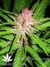 Mandala Seeds / Mandala #1 - семена конопли от Mandala Seeds
