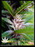 Mandala Seeds / Mandala #1 - семена конопли от Mandala Seeds