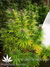 Mandala Seeds / Mandala #1 - семена конопли от Mandala Seeds