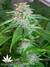 Mandala Seeds / Mandala #1 - семена конопли от Mandala Seeds