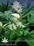Mandala Seeds / Mandala #1 - семена конопли от Mandala Seeds