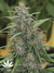 Mandala Seeds / Mandala #1 - семена конопли от Mandala Seeds