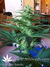 Mandala Seeds / Mandala #1 - семена конопли от Mandala Seeds