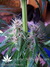 Mandala Seeds / Mandala #1 - семена конопли от Mandala Seeds