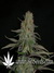 Marmalate fem - феминизированные семена конопли от Delicious Seeds