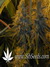 Marmalate fem - феминизированные семена конопли от Delicious Seeds
