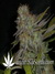 Marmalate fem - феминизированные семена конопли от Delicious Seeds