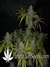 Marmalate fem - феминизированные семена конопли от Delicious Seeds