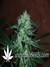Marmalate fem - феминизированные семена конопли от Delicious Seeds