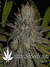 Marmalate fem - феминизированные семена конопли от Delicious Seeds