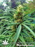 Marmalate fem - феминизированные семена конопли от Delicious Seeds