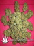 Marmalate fem - феминизированные семена конопли от Delicious Seeds