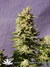 Mataro Blue fem - феминизированные семена конопли от Kannabia Seeds