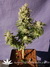 Mataro Blue fem - феминизированные семена конопли от Kannabia Seeds
