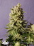Mataro Blue fem - феминизированные семена конопли от Kannabia Seeds