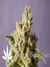 Mataro Blue fem - феминизированные семена конопли от Kannabia Seeds