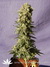 Mataro Blue fem - феминизированные семена конопли от Kannabia Seeds