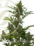 Maxi GoM Auto fem - автоцветущие феминизированные семена конопли от Grass-O-Matic