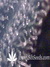 Paradise Seeds / Nebula Fem - семена конопли от Paradise Seeds