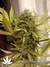 Paradise Seeds / Nebula Fem - семена конопли от Paradise Seeds