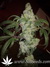 Paradise Seeds / Nebula Fem - семена конопли от Paradise Seeds