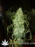 Paradise Seeds / Nebula Fem - семена конопли от Paradise Seeds