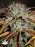 Paradise Seeds / Nebula Fem - семена конопли от Paradise Seeds