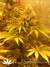 Paradise Seeds / Nebula Fem - семена конопли от Paradise Seeds