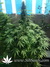 Paradise Seeds / Nebula Fem - семена конопли от Paradise Seeds