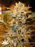 Paradise Seeds / Nebula Fem - семена конопли от Paradise Seeds