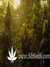 Paradise Seeds / Nebula Fem - семена конопли от Paradise Seeds