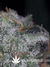 Paradise Seeds / Nebula Fem - семена конопли от Paradise Seeds