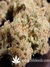 Paradise Seeds / Nebula Fem - семена конопли от Paradise Seeds