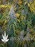 Paradise Seeds / Nebula Fem - семена конопли от Paradise Seeds
