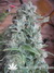 Paradise Seeds / Nebula Fem - семена конопли от Paradise Seeds