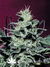 Paradise Seeds / Nebula Fem - семена конопли от Paradise Seeds