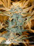 Paradise Seeds / Nebula Fem - семена конопли от Paradise Seeds