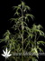 Neville's Haze fem - семена конопли от Green House Seeds