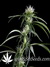 Neville's Haze fem - семена конопли от Green House Seeds