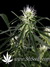 Neville's Haze fem - семена конопли от Green House Seeds