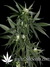 Neville's Haze fem - семена конопли от Green House Seeds