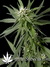 Neville's Haze fem - семена конопли от Green House Seeds