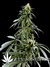 Neville's Haze fem - семена конопли от Green House Seeds