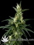 Neville's Haze fem - семена конопли от Green House Seeds