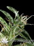 Neville's Haze fem - семена конопли от Green House Seeds