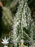 Neville's Haze fem - семена конопли от Green House Seeds