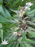 Northern Light Blue fem - феминизированные семена конопли от Delicious Seeds