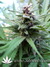 Northern Light Blue fem - феминизированные семена конопли от Delicious Seeds