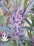 Northern Light Blue fem - феминизированные семена конопли от Delicious Seeds