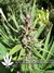 Northern Light Blue fem - феминизированные семена конопли от Delicious Seeds